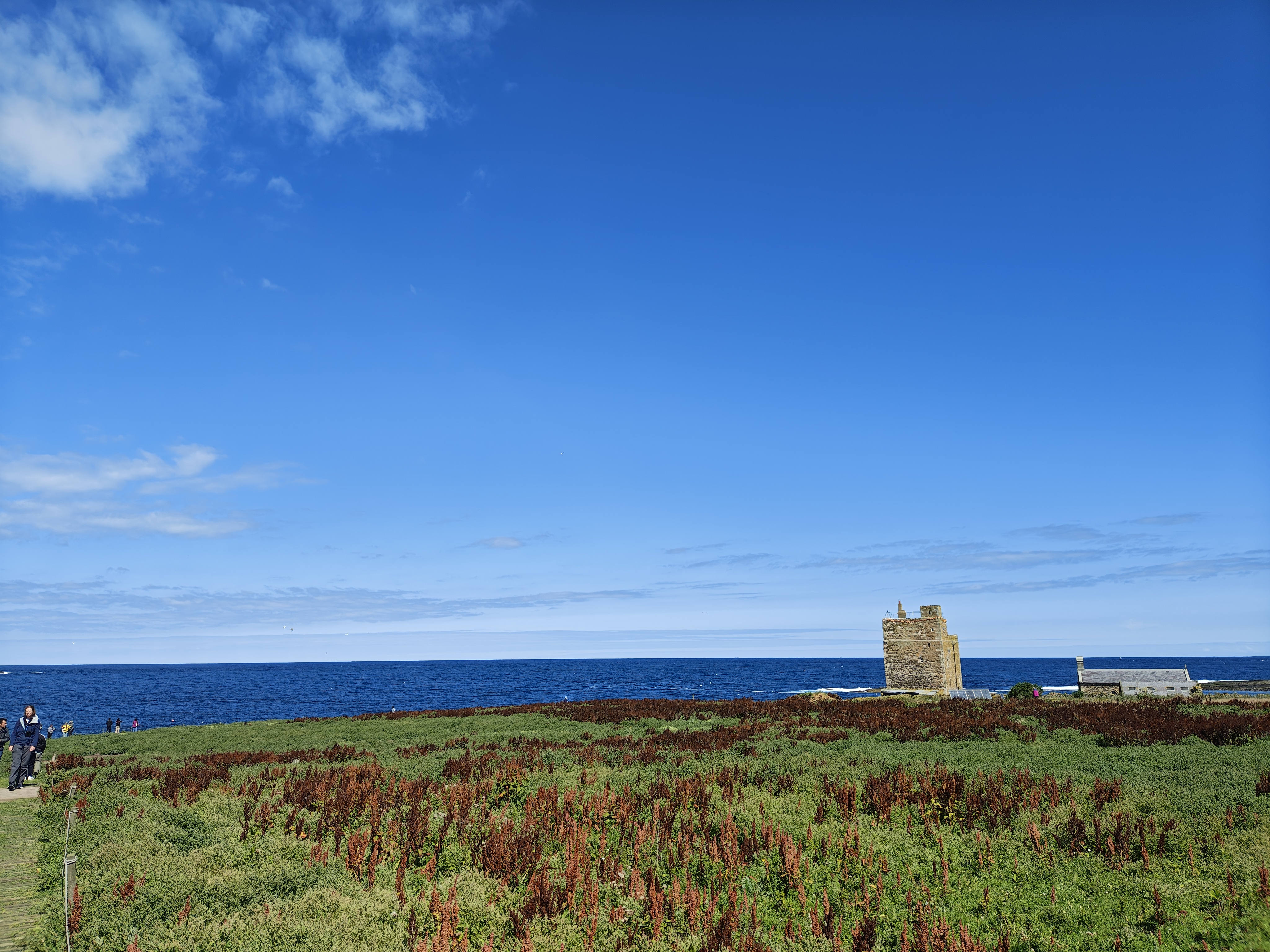 On Inner Farne Island